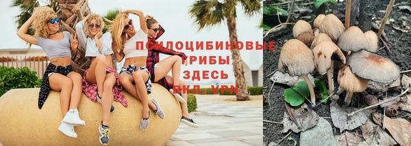хмурый Аркадак